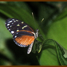 Babochka